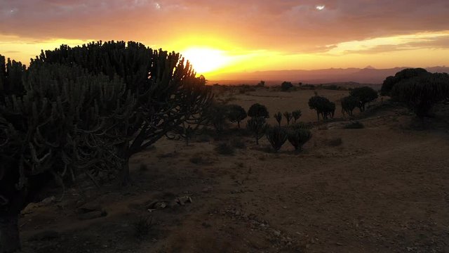 Low angle drone flight past cactus, desert landscape of Tigray region at sunset, travel and natural scenery in Ethiopia Africa