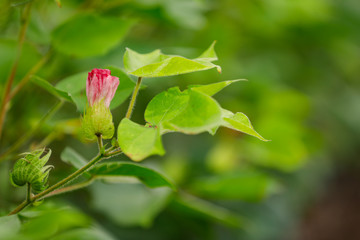 Green Cotton Farm in India 
