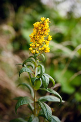 Yellow grape-shaped flowers on the plant.