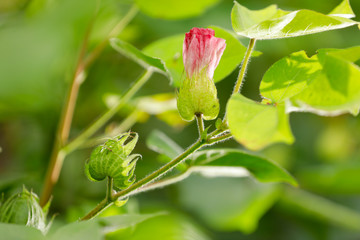 Green Cotton Farm in India 