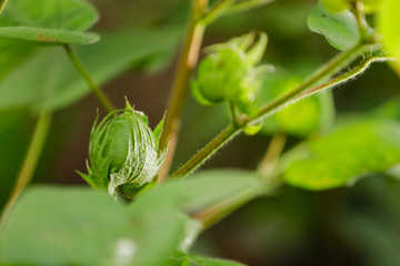 Green Cotton Farm in India 