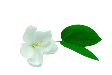Obraz na płótnie Canvas Fresh white flower blooming and green leaf small pollen isolated background with clipping path