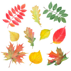 Watercolor autumn. Set of autumn leaves.