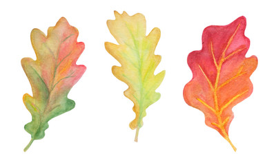 Watercolor autumn. Set of oak leaves.