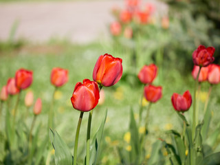 Obraz premium Red tulips field