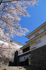 春の霞ヶ城公園（福島県・二本松市）