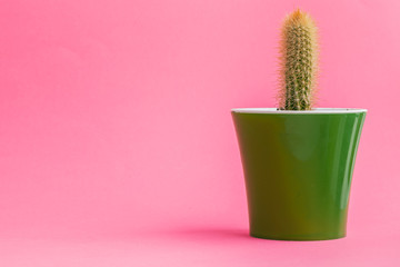 Succulent plants on pastel pink background. Flat lay.