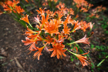 オオキツネノカミソリ03