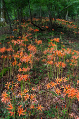 オオキツネノカミソリ04