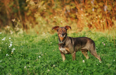  little brown dog for a walk at sunset