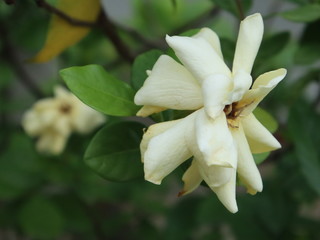 Gerdenia Crape Jasmine 01