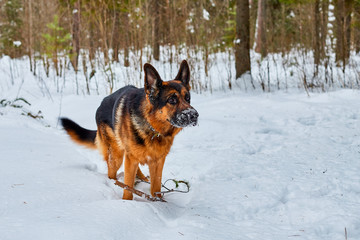 Dog German Shepherd in a winter day