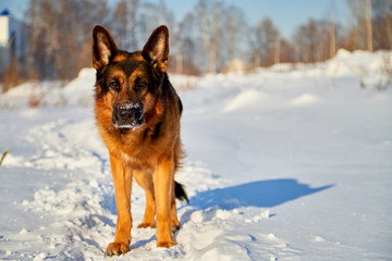 Dog German Shepherd in a winter day