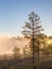 summer fog on the swamp