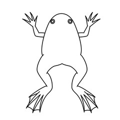 アフリカツメガエル