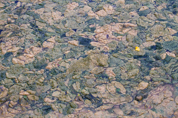 Dense covering of rotting algae on a pond