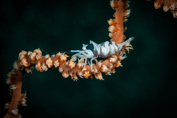 Whip coral partner shrimp (Pontonides unciger) on the Angel's Window dive site, North Sulawesi, Indonesia