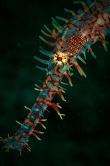 The face and eye of an Ornate Ghost Pipefish (Solenostomus paradoxus) on the Rimax Point dive site, Lembeh Straits, North Sulawesi, Indonesia