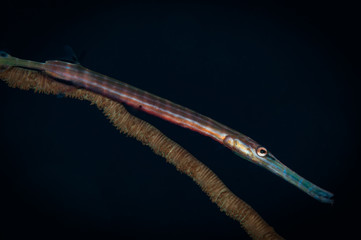Trumpetfish (Aulostomus maculatus) attempts to blend in with whip coral, Lembeh Straits, North Sulawesi, Indonesia