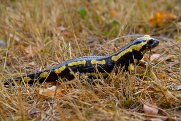 Fire salamander, Salamandra salamandra, crawling in grass