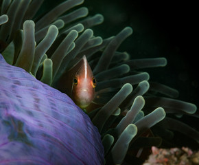 Pink anemonefish (Amphiprion perideraion) with an oral parasite in the Lembeh Straits, North Sulawesi, Indonesia