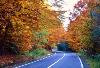 Fototapeta premium the road entering a tunnel of yellowed trees