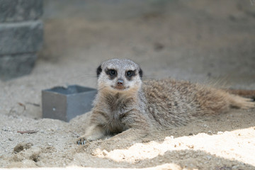 ミーアキャット01