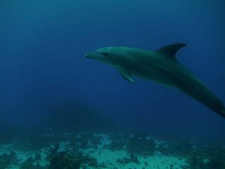 Obraz na płótnie Canvas Common Bottlenose Dolphin (Tursiops truncatus)