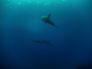 Common Bottlenose Dolphin (Tursiops truncatus)