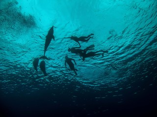 Naklejka premium Common Bottlenose Dolphin (Tursiops truncatus)