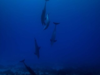 Common Bottlenose Dolphin (Tursiops truncatus)