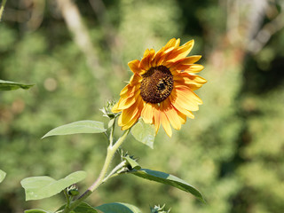 (Helianthus annuus) Fleur de tournesol décoratif de coloris jaune bronzé 