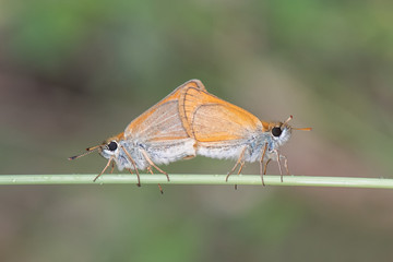 bug on leaf