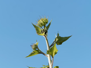 Réceptacle charnu d'une fleur de toursesol en cours de floraison (Helianthus annuus)