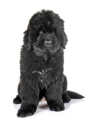 puppy newfoundland dog