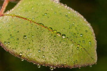 Morning dew drops on the leaves.