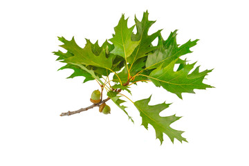 Oak leafs with acorns on a green branch