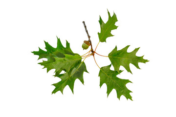 Oak leafs with acorns on a green branch