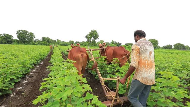 Indian farmer working with bull at his cotton field