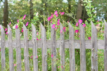 Country garden, wooden fence and colorful flowers