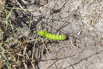 a little green worm crawls to the ground