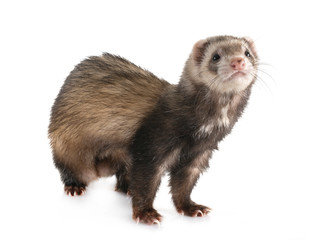 brown ferret in studio