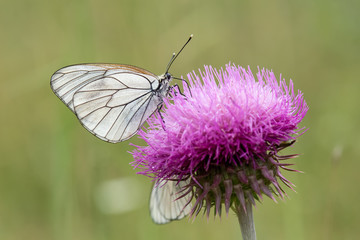 butterfly on flower