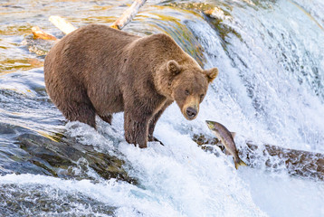 Grizzly bear watching fish jump up waterfall