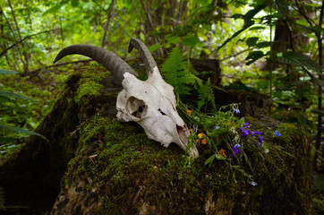 goat skull in forest - Powered by Adobe