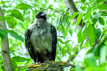 The big crow sits on a bitch among the green leaves , vigilantly watching with a black eye