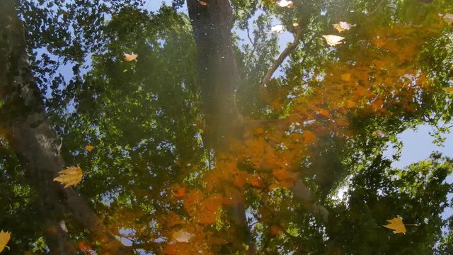 Fallen leaves reflections on surface of water