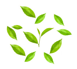 Green tea leaf collection isolated on white background