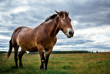 A horse stands in the middle of a field