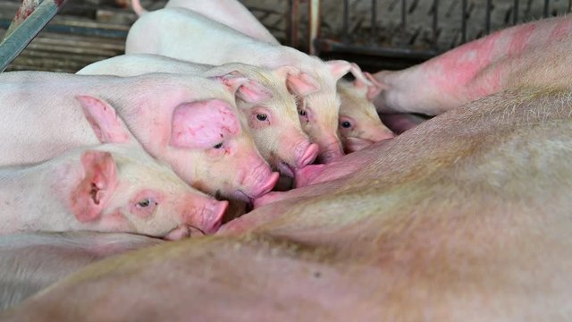 Close up shot of Piglets Suckling Mother Sow